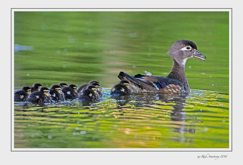 Courtesy Rich Armstrong, richarmstrongphotography.com